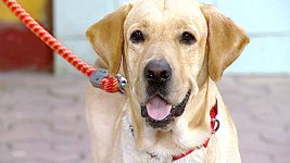 Taarak Mehta ka Ooltah Chashmah S01E1096 A Mans Best Friend Full Episode