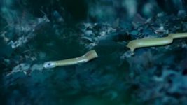 Naagin (Colors tv) S02E54 15th April 2017 Full Episode
