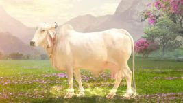 Dharm Yoddha Garud S01E101 Welcoming Maa Kamdhenu Full Episode