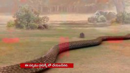 Renuka Yellamma (Star Maa) S01 E756 Karthaveerya's Order to Nagasura