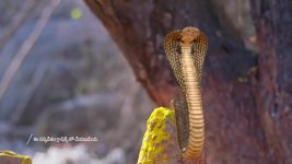 Mukkupudaka S01 E1174 13th April 2026